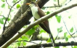 Yellow Billed Cuckoo