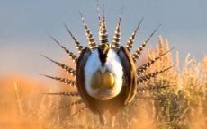 Gunnison Sage Grouse