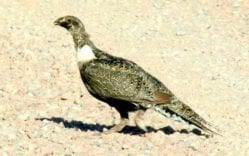 Greater Sage Grouse