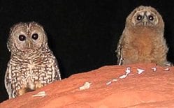 Mexican Spotted Owl