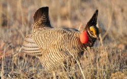 LESSER PRAIRIE-CHICKEN | WESTERN BIOLOGY