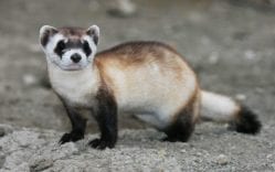 Black Footed Ferret