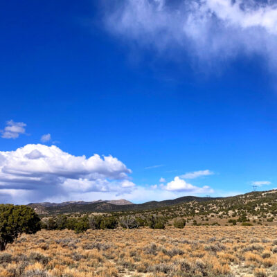 Advanced Pinyon Jay Field Workshop
